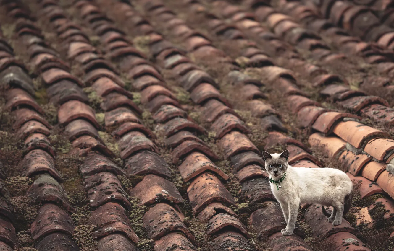 Photo wallpaper roof, cat, background