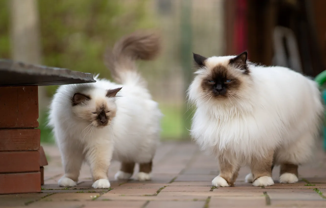Photo wallpaper cat, cat, look, pose, tile, track, walk, kitty
