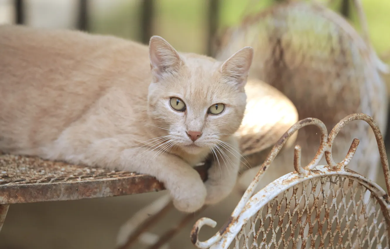 Photo wallpaper cat, cat, look, muzzle, cat