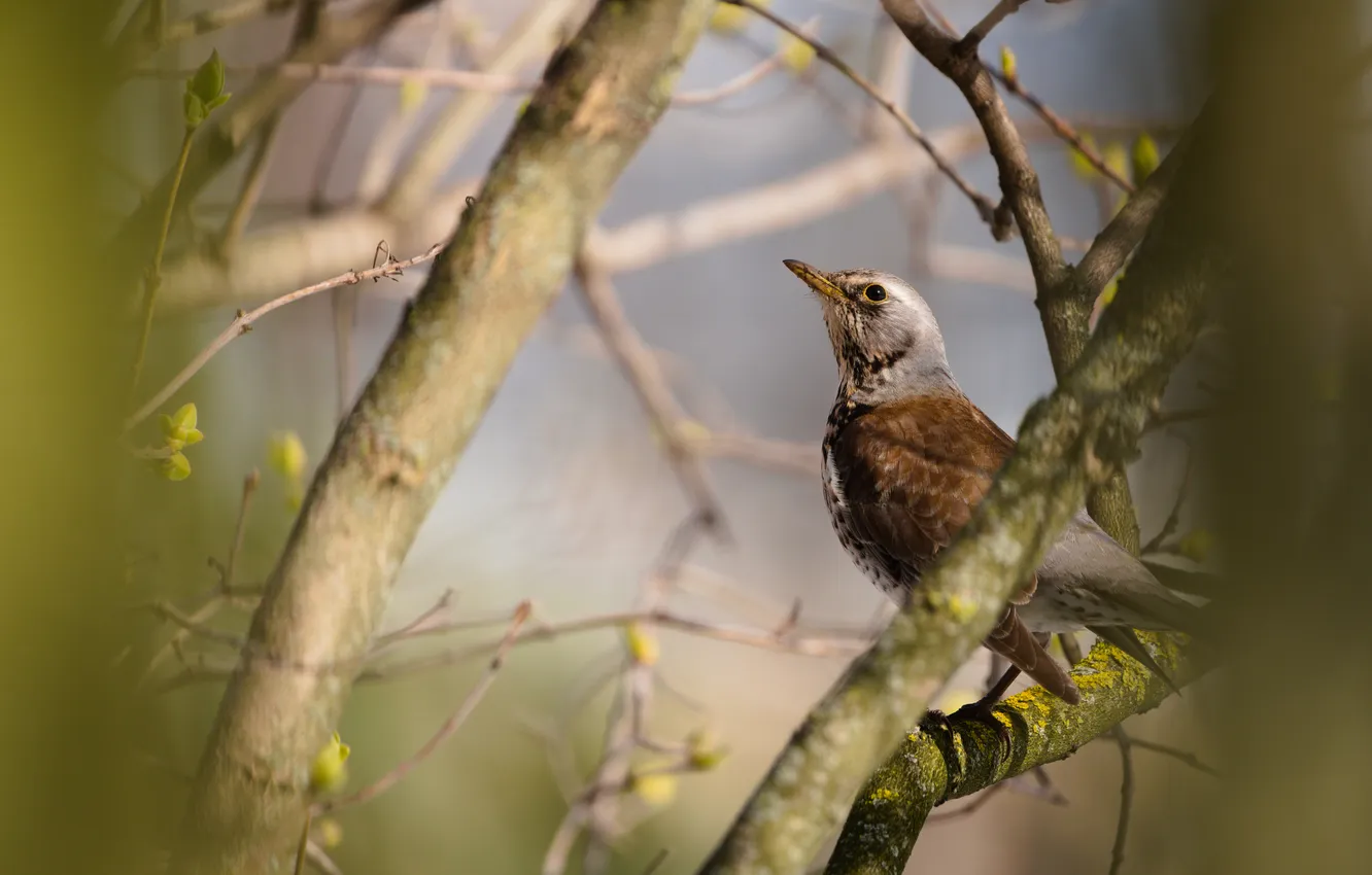 Photo wallpaper branches, bird, bokeh, a Fieldfare, Lazhansky Rufat, sitting on a tree trunk