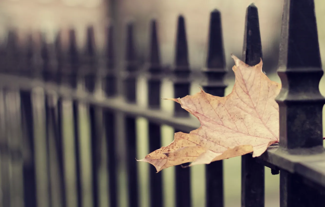 Photo wallpaper cold, sadness, autumn, leaves, loneliness, mood, sadness, longing