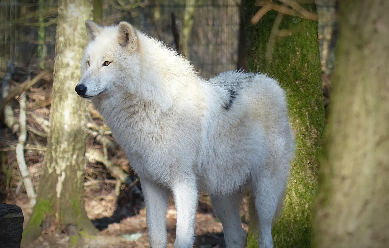 Photo wallpaper Predator, nature, snow, face, animal, wolf, canis lupus, wildlife