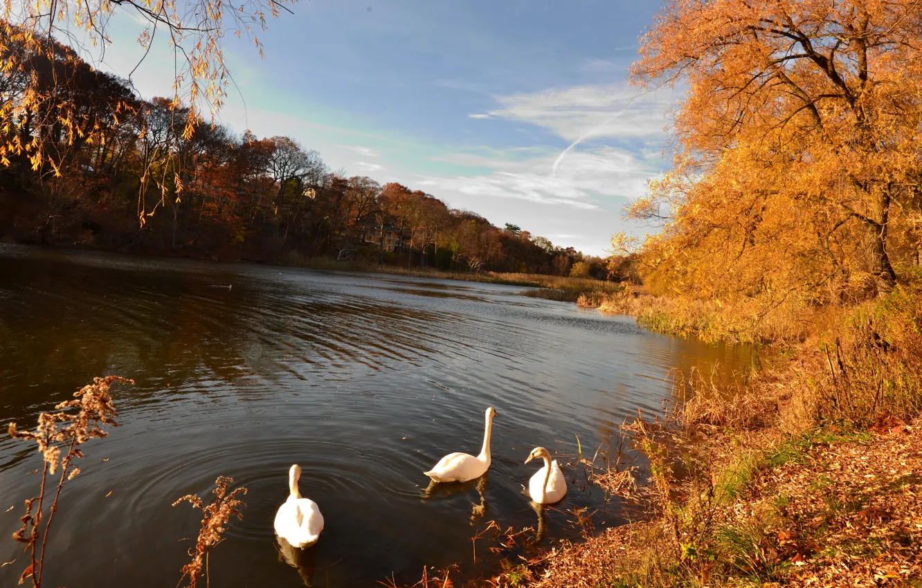Photo wallpaper autumn, forest, leaves, trees, lake, yellow, swans, gold