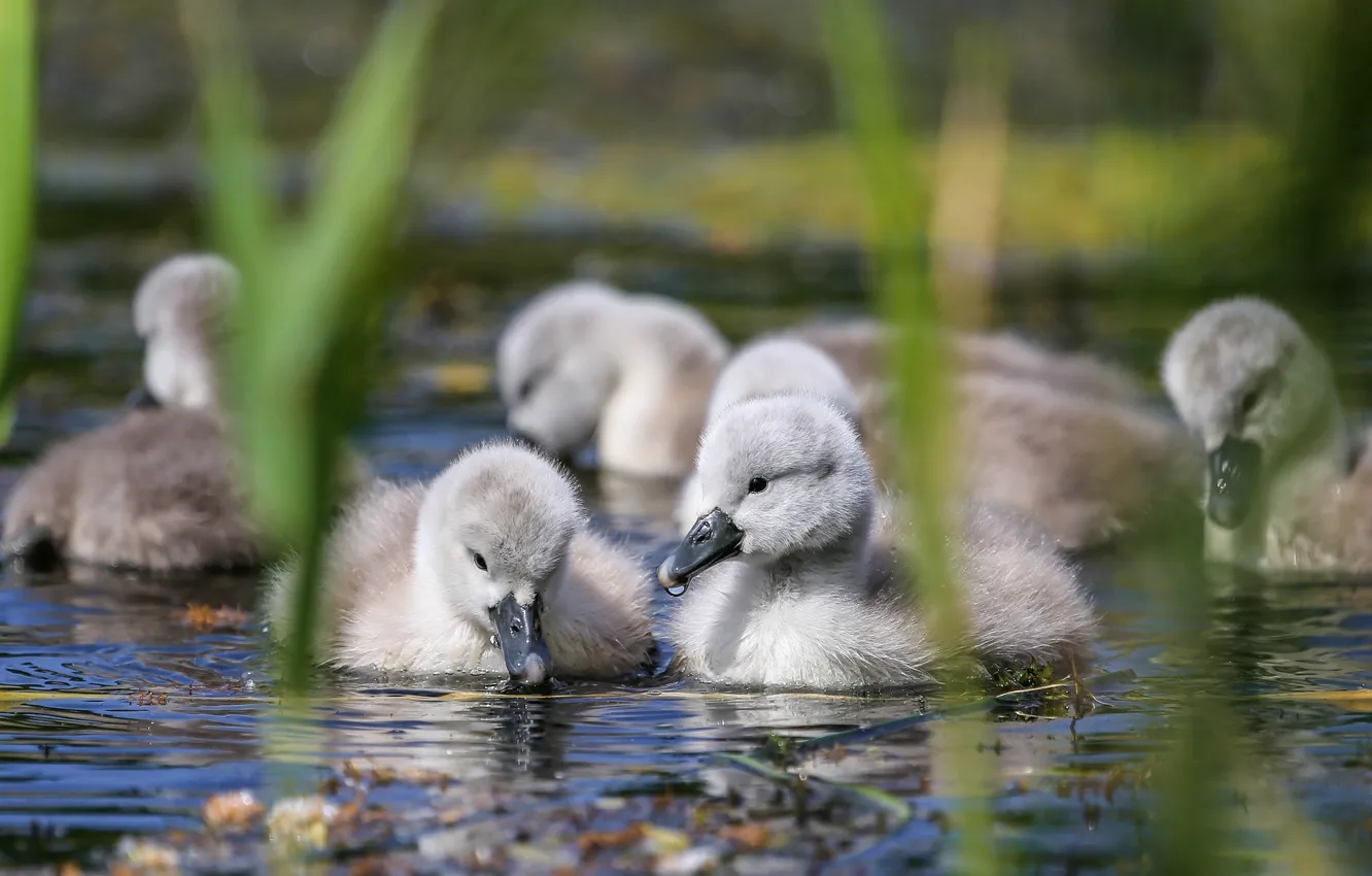 Photo wallpaper water, bird, baby, reed, swans, Chicks