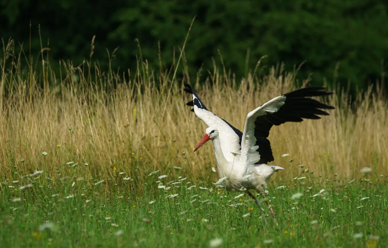 Photo wallpaper grass, flowers, bird, glade, wings, stork, stroke