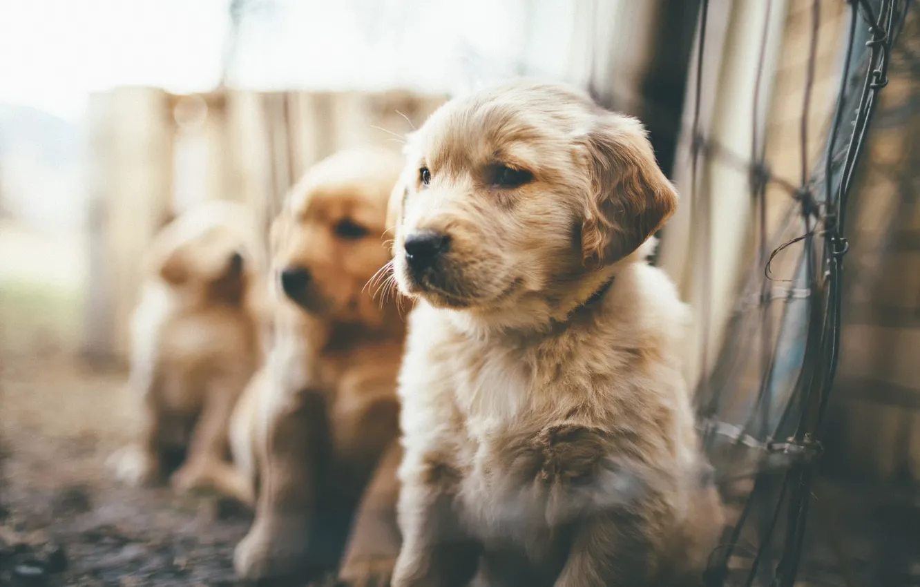 Photo wallpaper puppies, fluffy, bokeh, Puppies