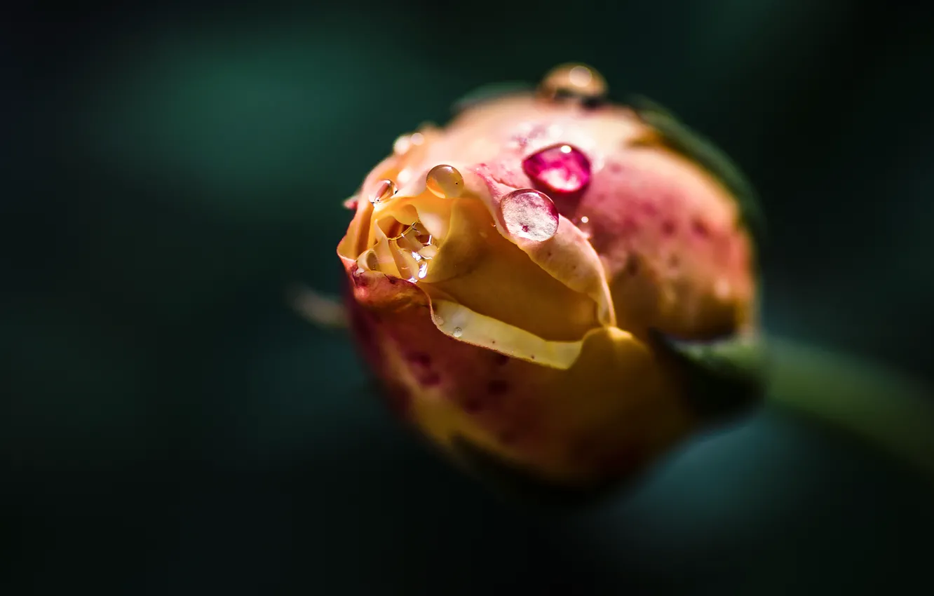 Photo wallpaper drops, Rose, Bud, blurred background