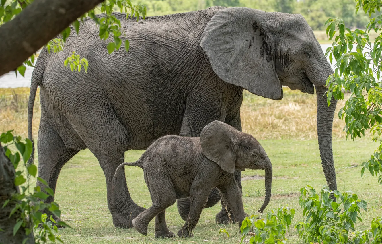 Photo wallpaper nature, foliage, two, elephant, baby, pair, the elephant, mother