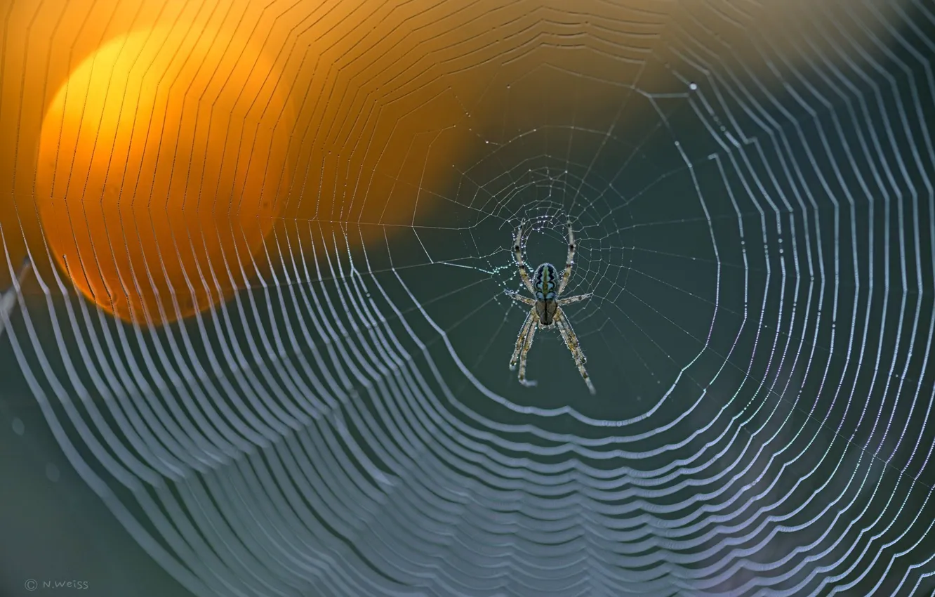 Photo wallpaper spider, focus, spider web, knit