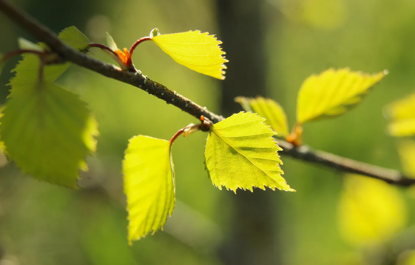 Photo wallpaper leafs, spring, twig