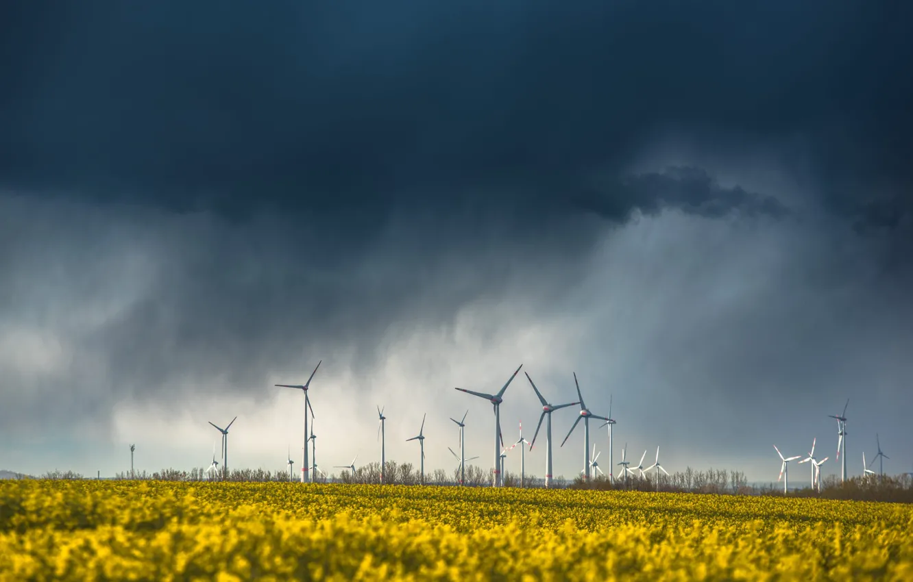 Photo wallpaper field, the sky, flowers, windmills