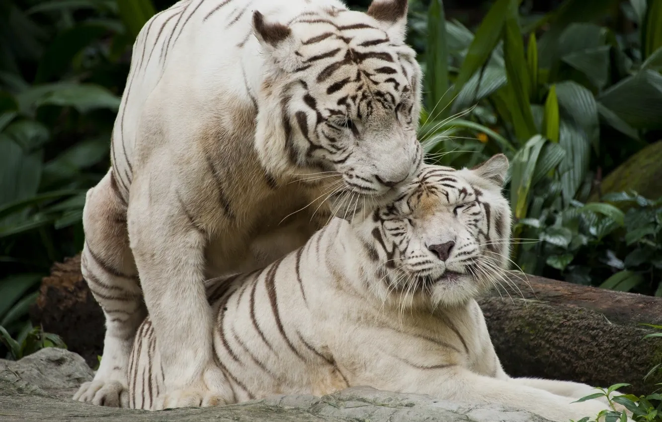 Photo wallpaper animals, nature, white tigers, white and brown tiger plush toy