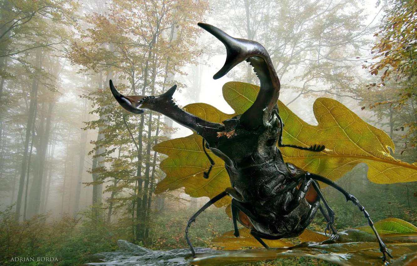 Photo wallpaper FOREST, LEAVES, INSECT, BEETLE, FOG, DEER, by Roberto Aldrovandi