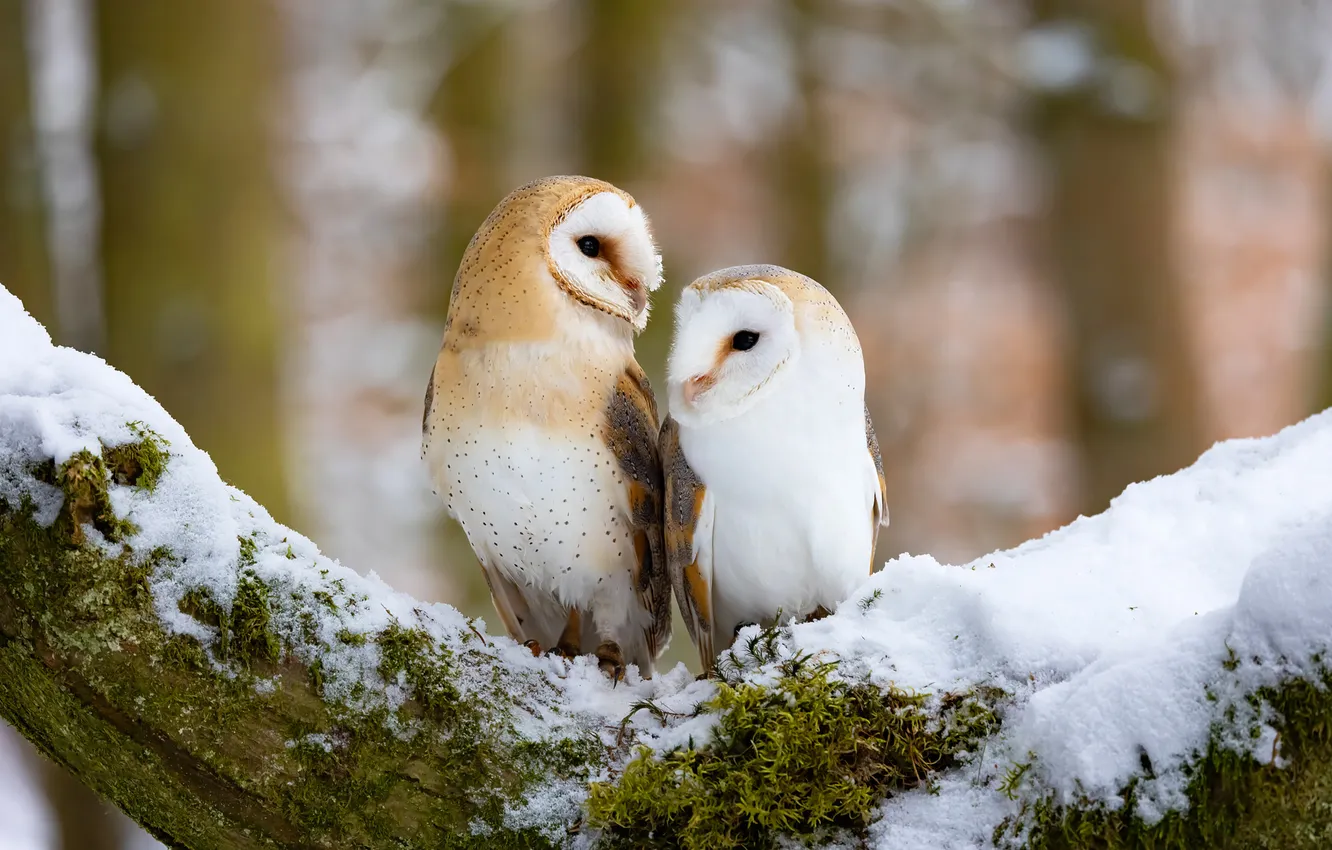 Photo wallpaper winter, forest, look, snow, trees, nature, pose, owl