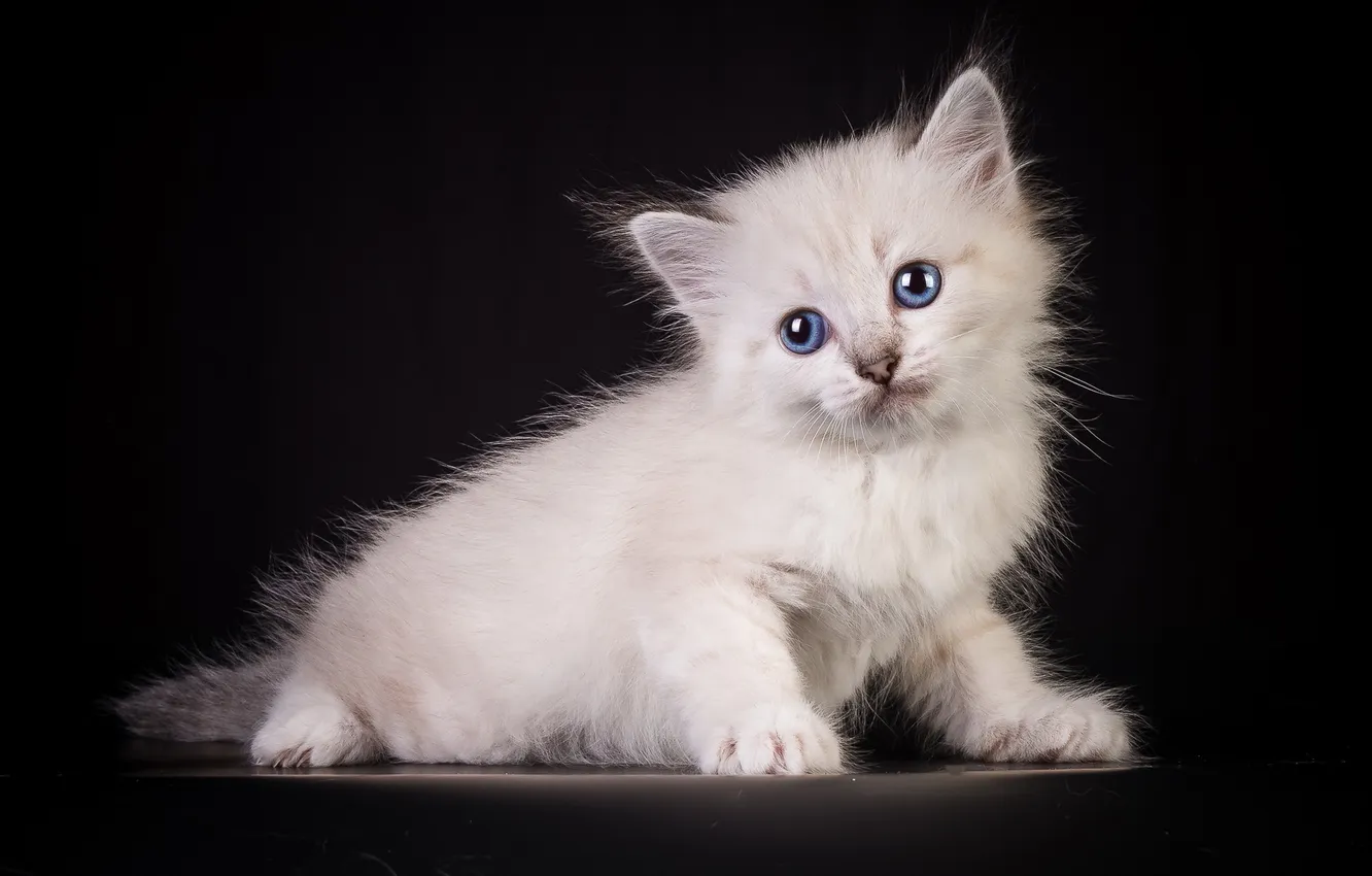 Photo wallpaper cat, look, background