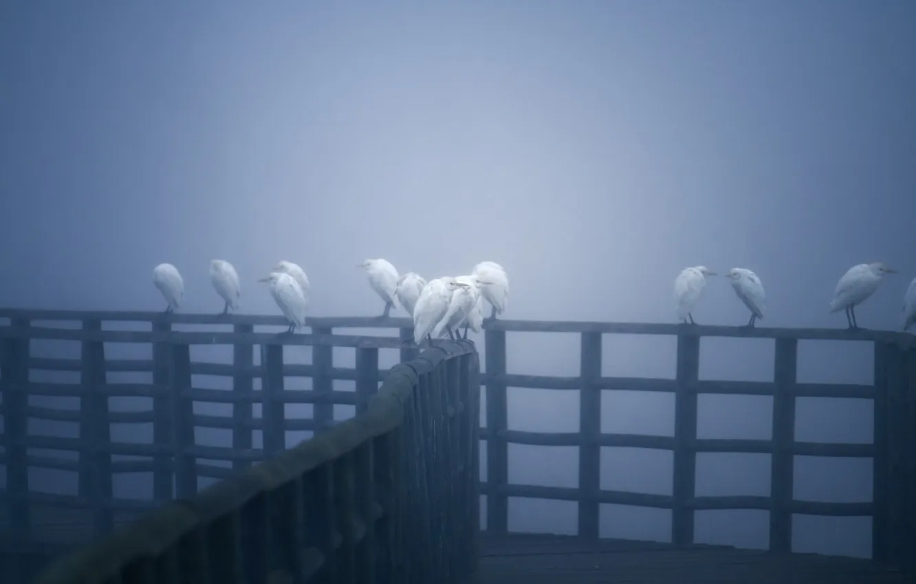 Photo wallpaper birds, bridge, nature, fog