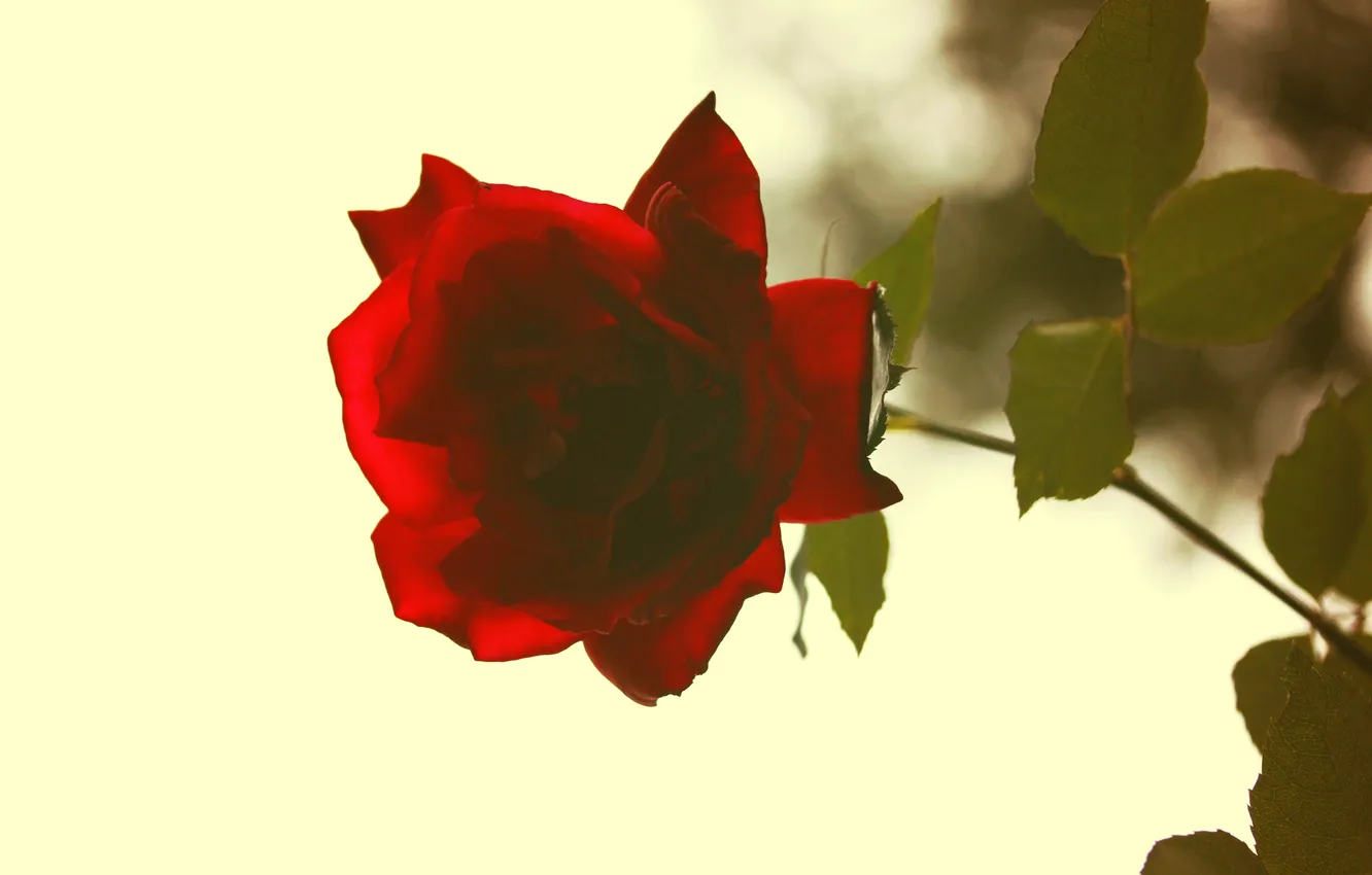 Photo wallpaper flowers, red, roses