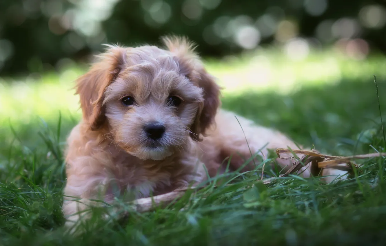 Photo wallpaper look, each, dog