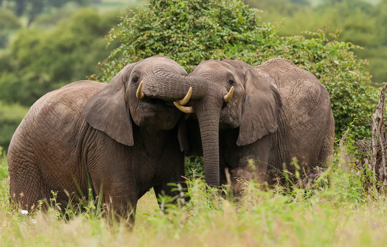 Photo wallpaper a couple, Tanzania, African elephant, Tarangire National Park