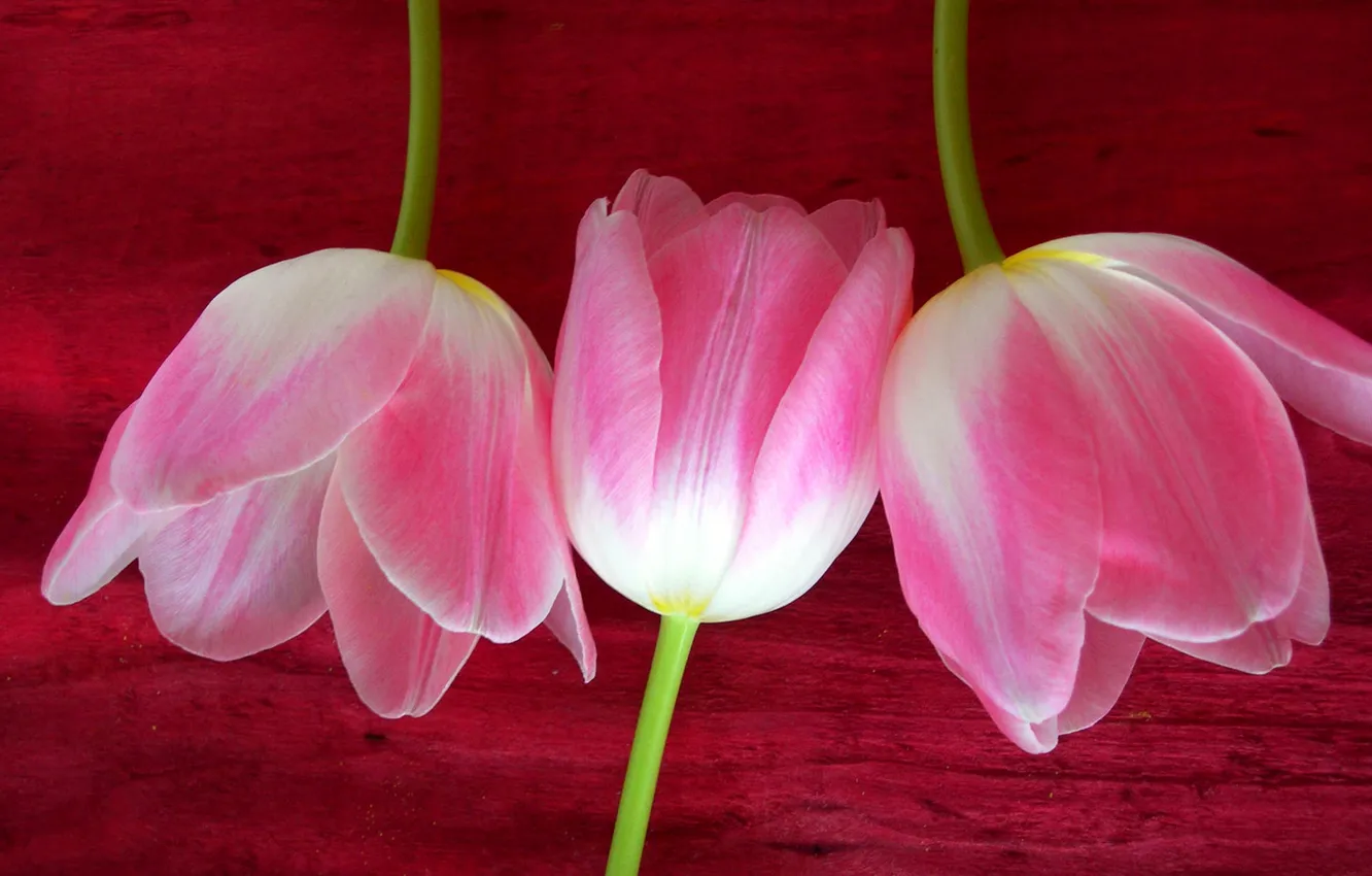 Photo wallpaper Tulip, petals, stem