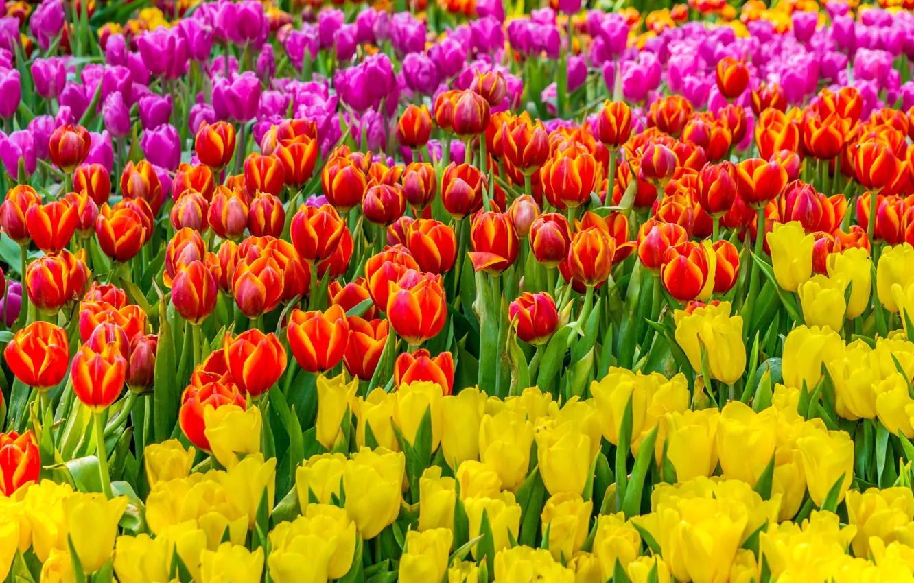 Photo wallpaper field, flowers, yellow, red, colorful, tulips, pink, field