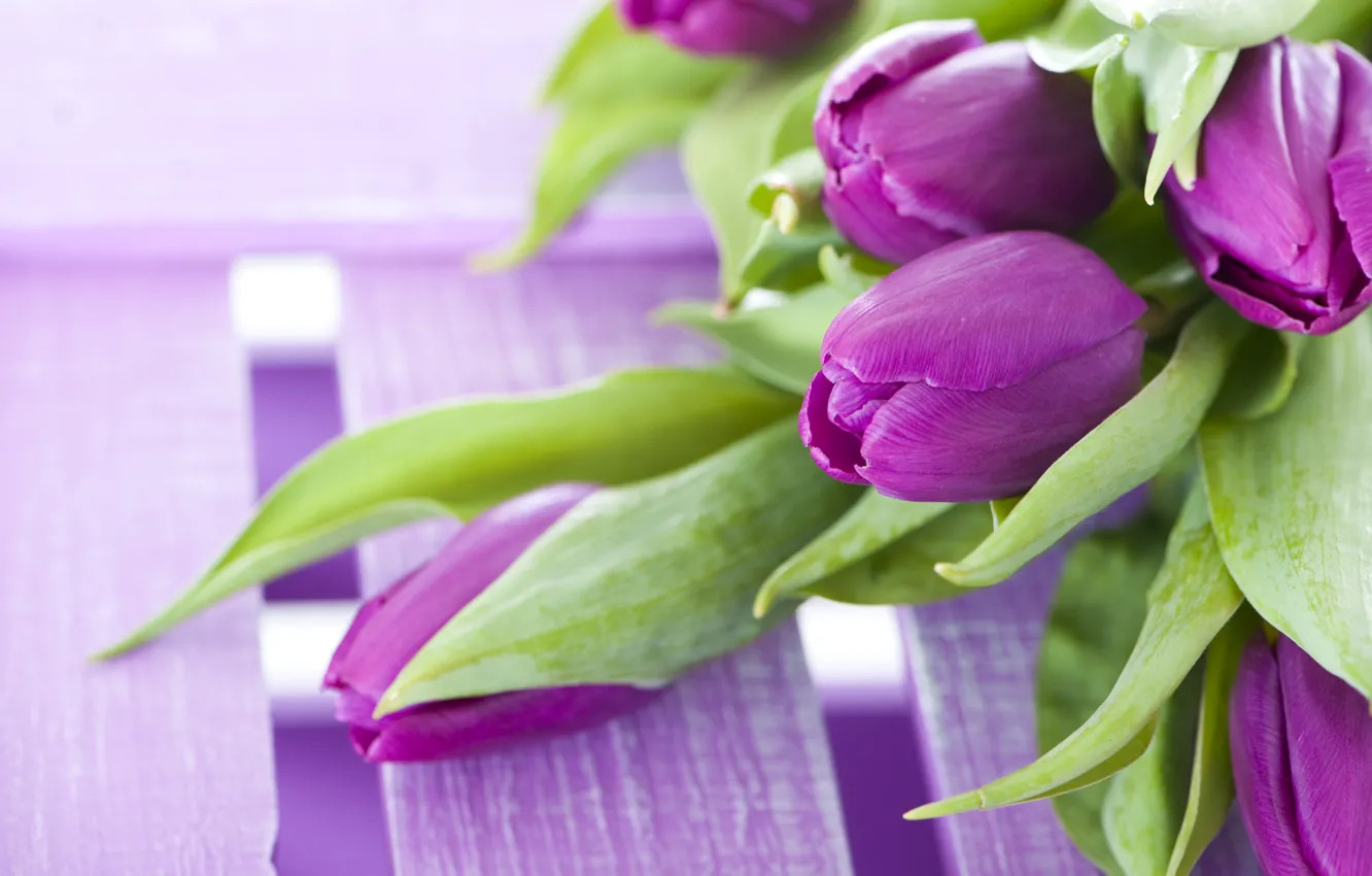 Photo wallpaper flowers, bouquet, purple, tulips