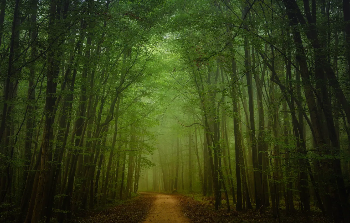 Photo wallpaper road, leaves, trees, bench, branches, fog, the way