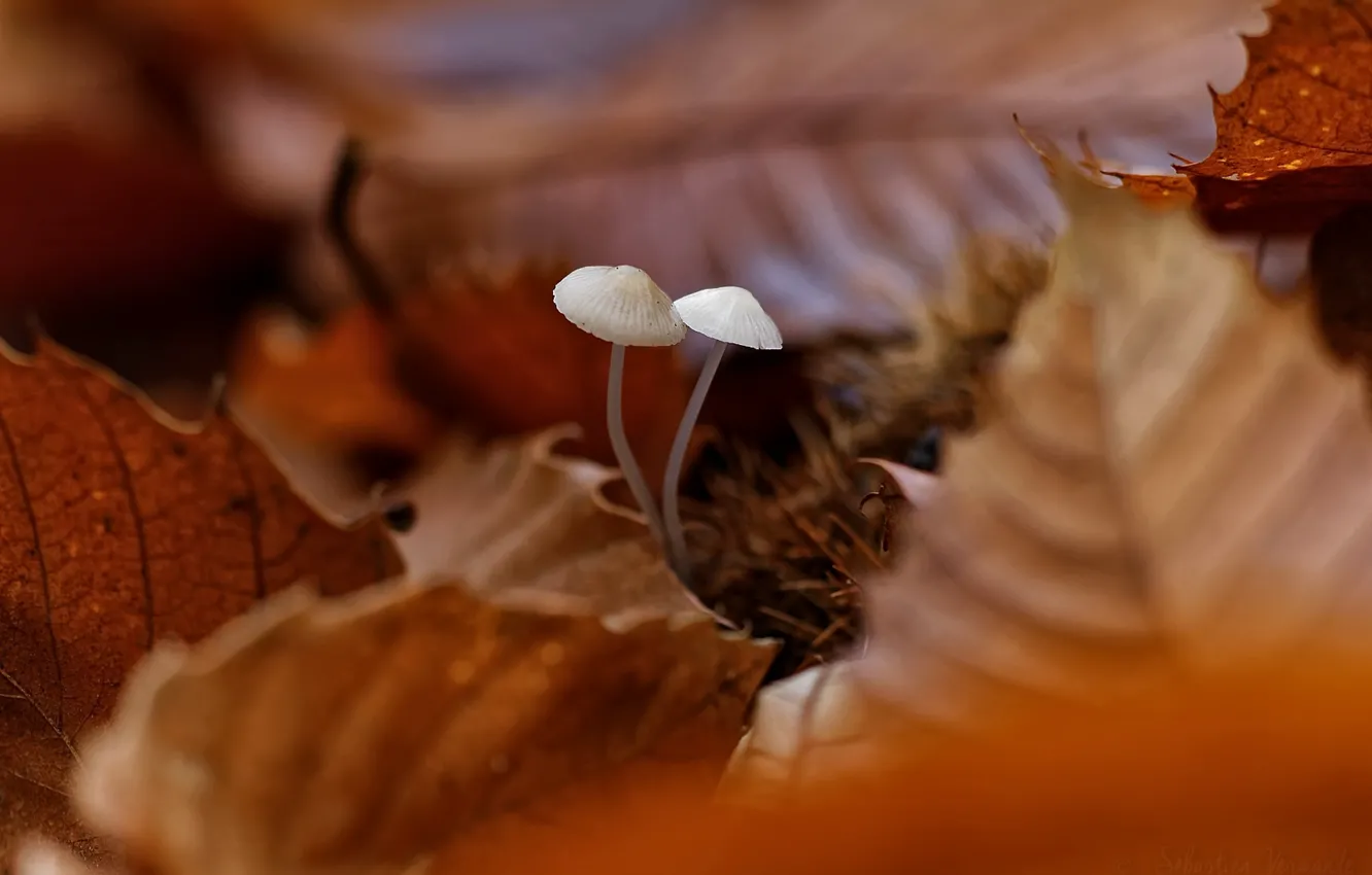 Photo wallpaper autumn, leaves, mushrooms