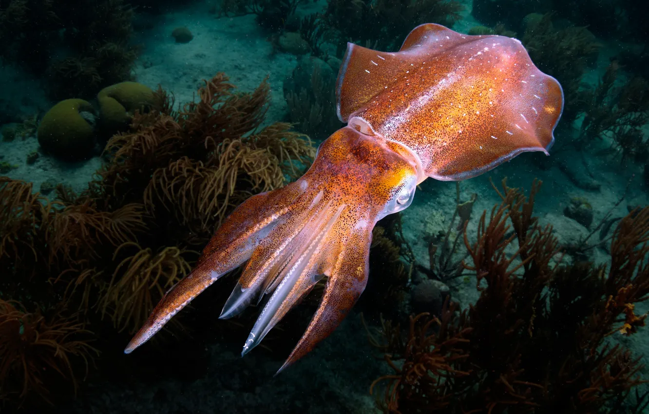 Photo wallpaper sea, algae, underwater world, the bottom of the sea, squid, cuttlefish