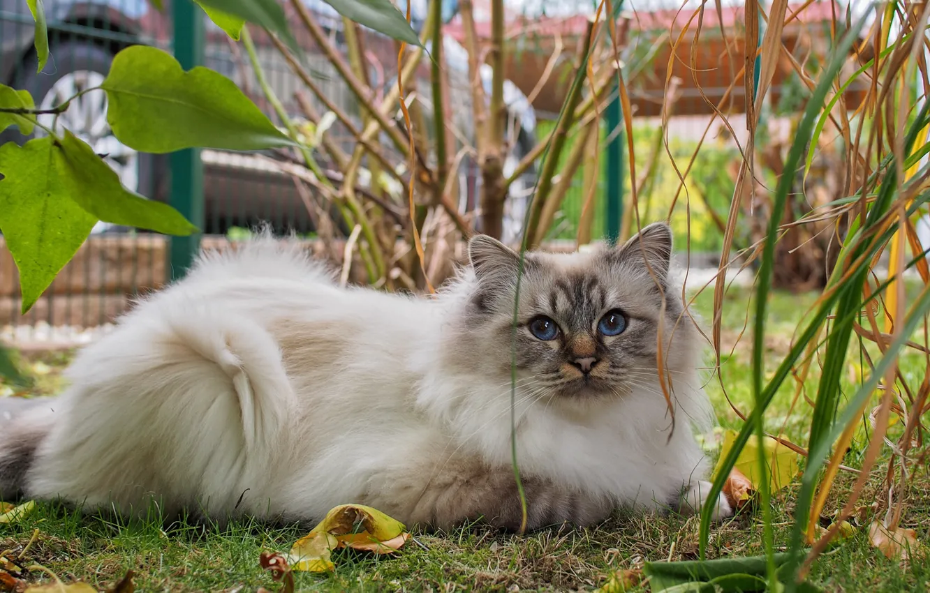 Photo wallpaper cat, cat, look, nature, blue eyes, mark, Ragdoll
