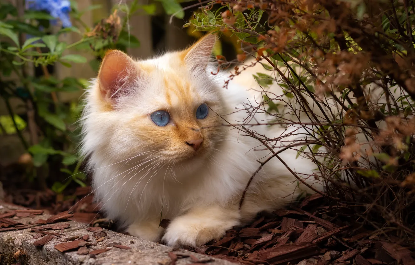 Photo wallpaper cat, cat, look, face, nature, pose, Bush, garden