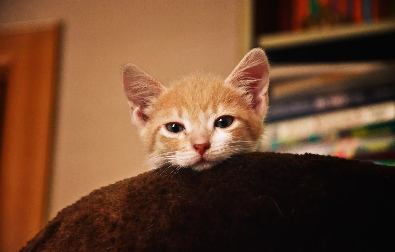 Photo wallpaper cat, animal, sleep, kitty