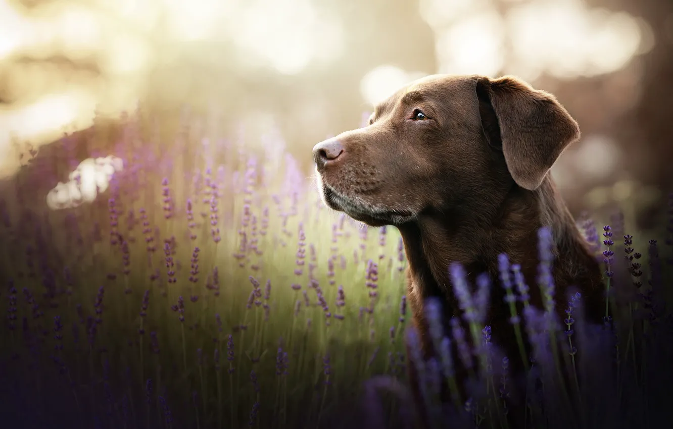 Photo wallpaper look, face, flowers, portrait, dog, lavender, Labrador Retriever
