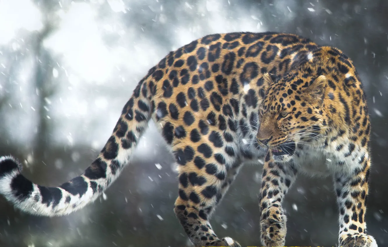 Photo wallpaper snow, leopard, tail, wild cat