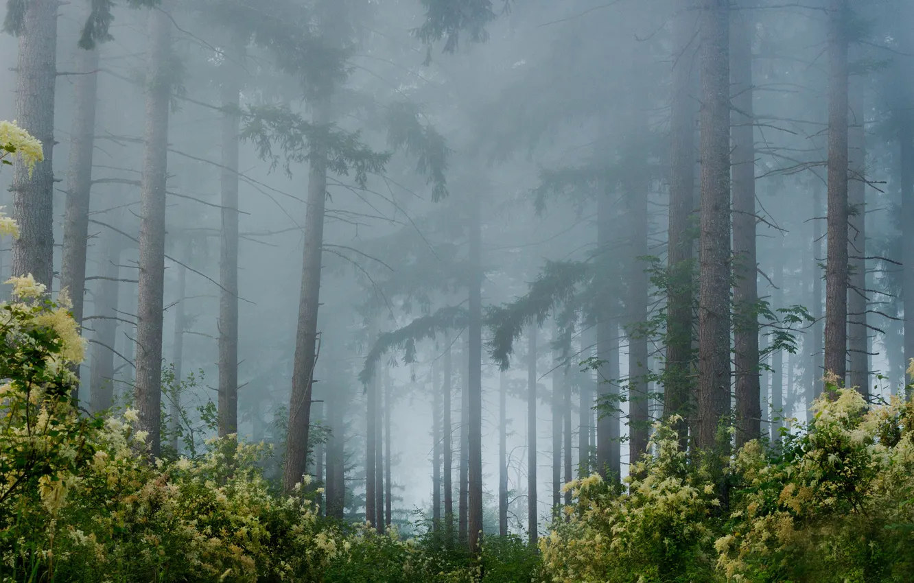 Photo wallpaper forest, trees, flowers, fog, shrub