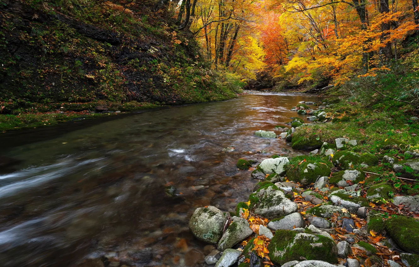Photo wallpaper autumn, forest, stones, river
