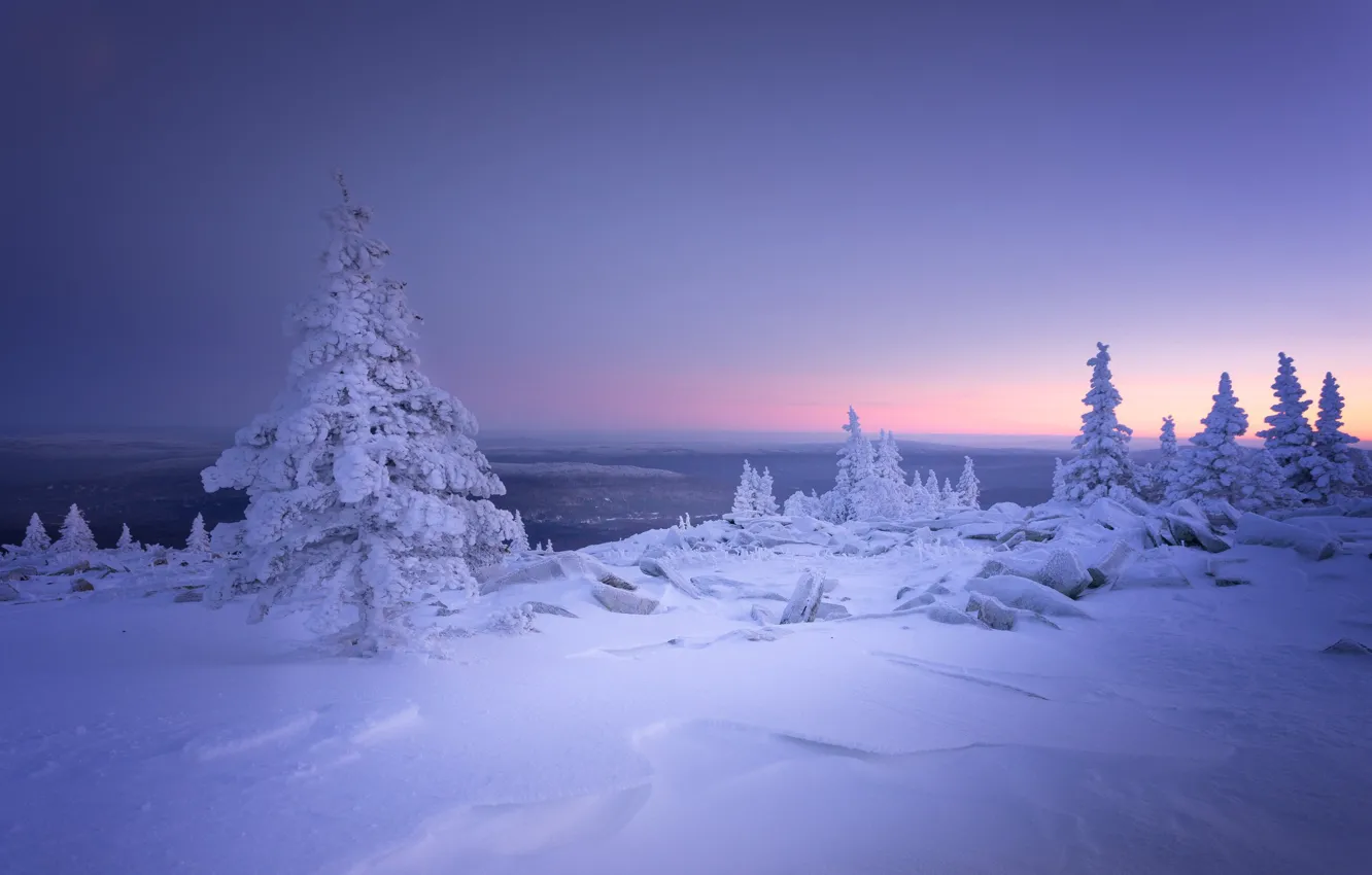 Photo wallpaper winter, frost, forest, the sky, snow, in the snow, dal, the evening