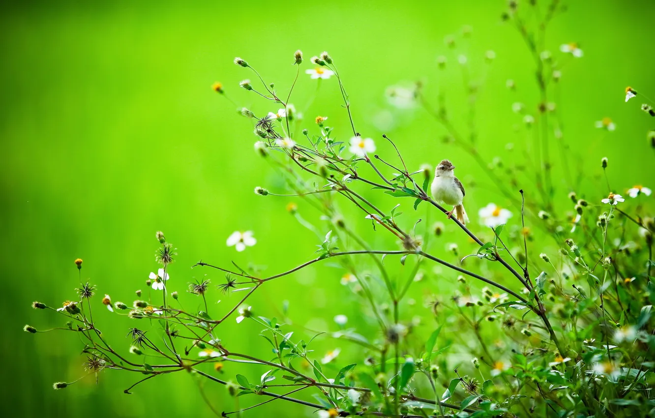 Photo wallpaper summer, branches, nature, bird