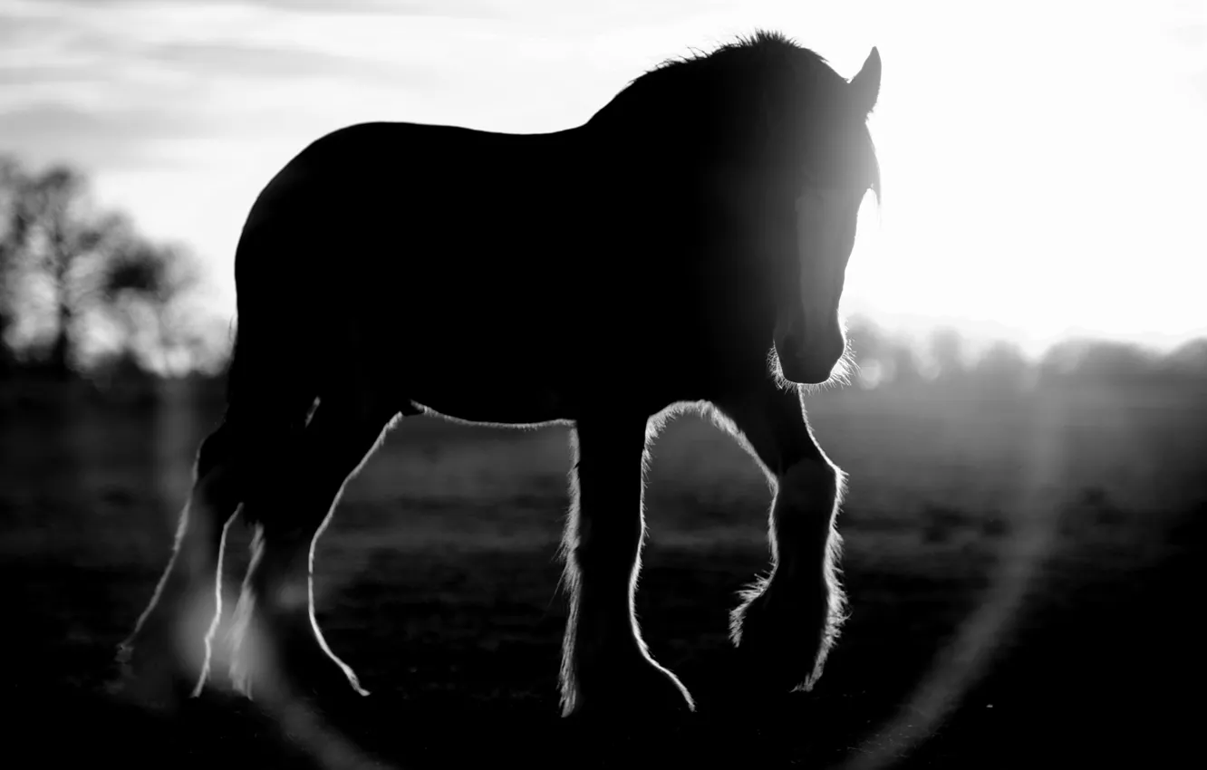 Photo wallpaper the sun, lens, Blik, black and white photo, Little horse