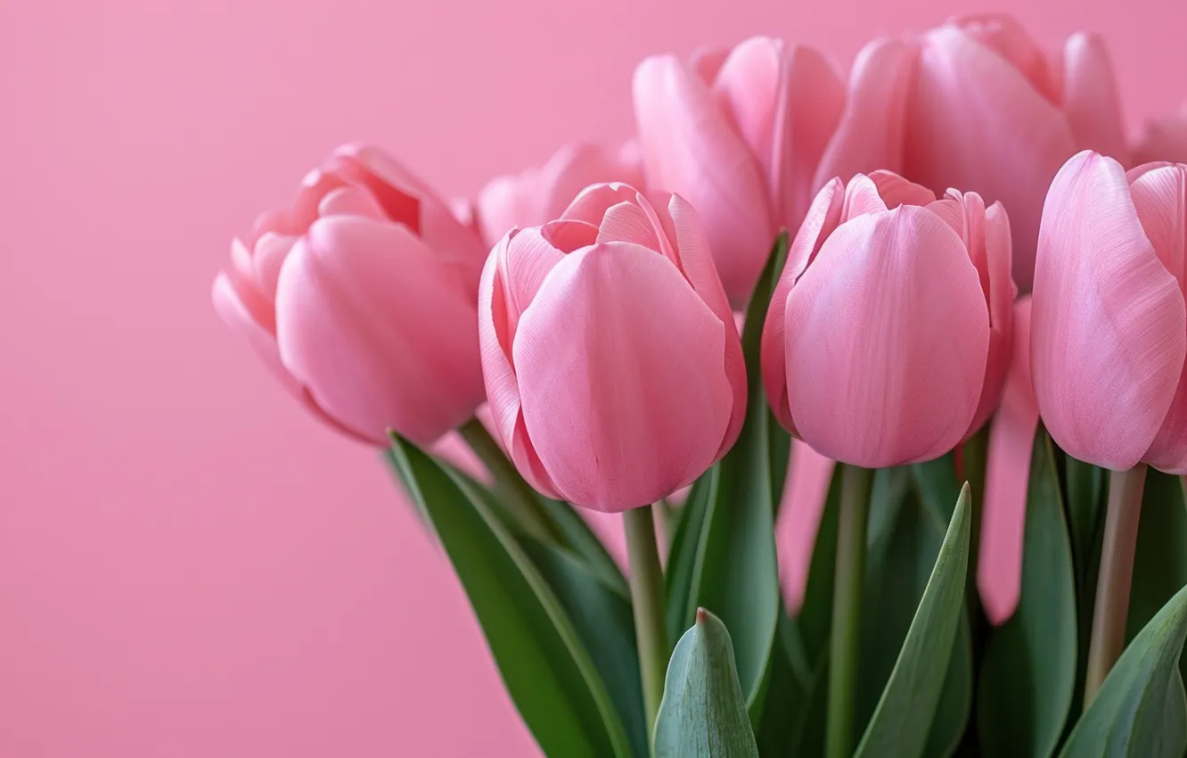 Photo wallpaper flowers, birthday, holiday, bouquet, tulips, pink, pink background, Valentine's day