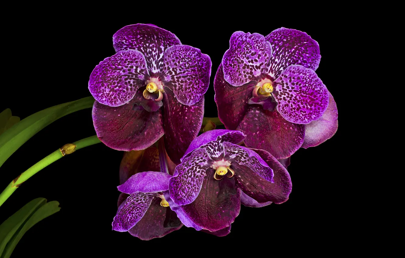 Photo wallpaper background, purple, orchids