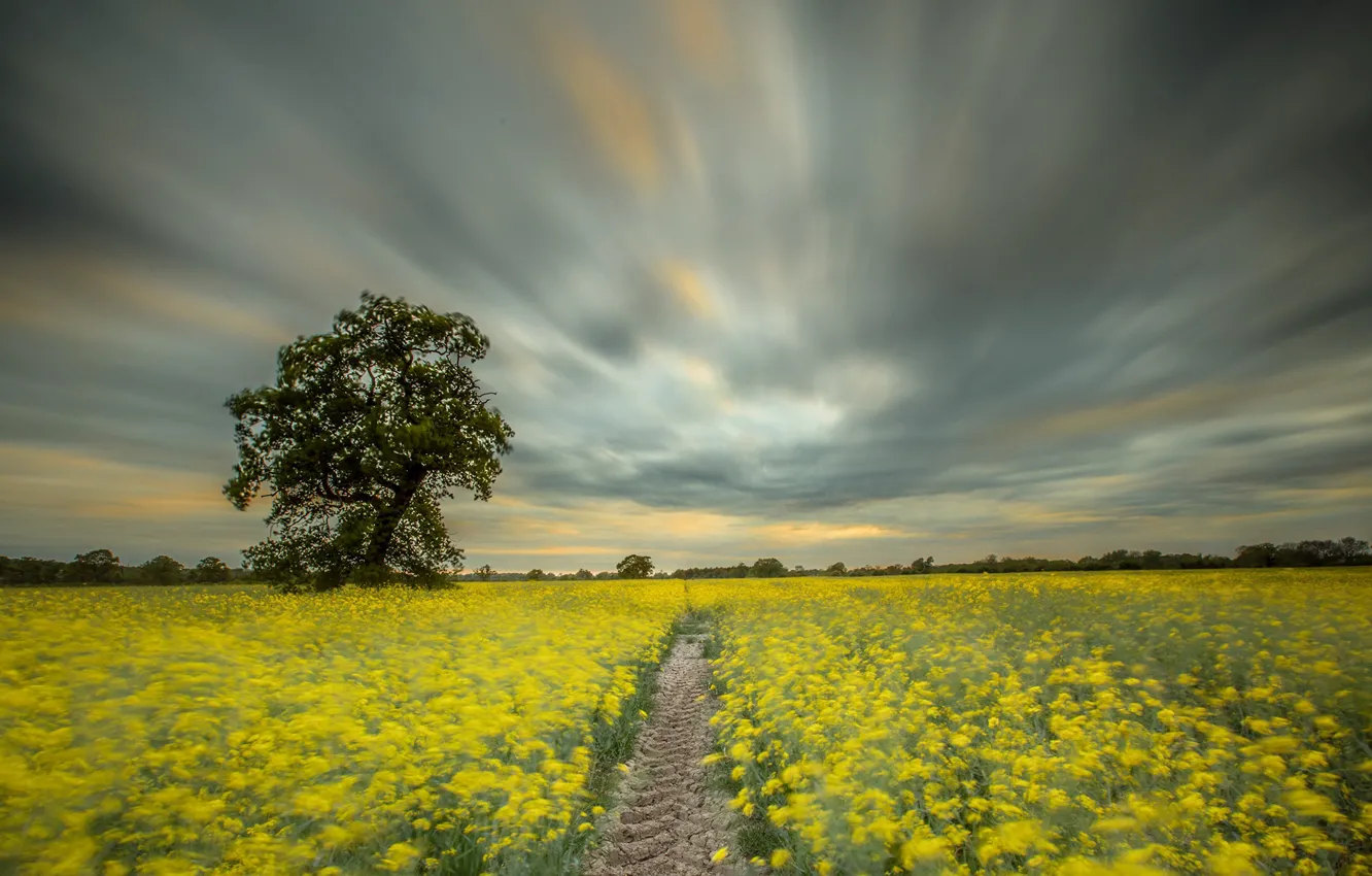 Photo wallpaper field, trees, rape