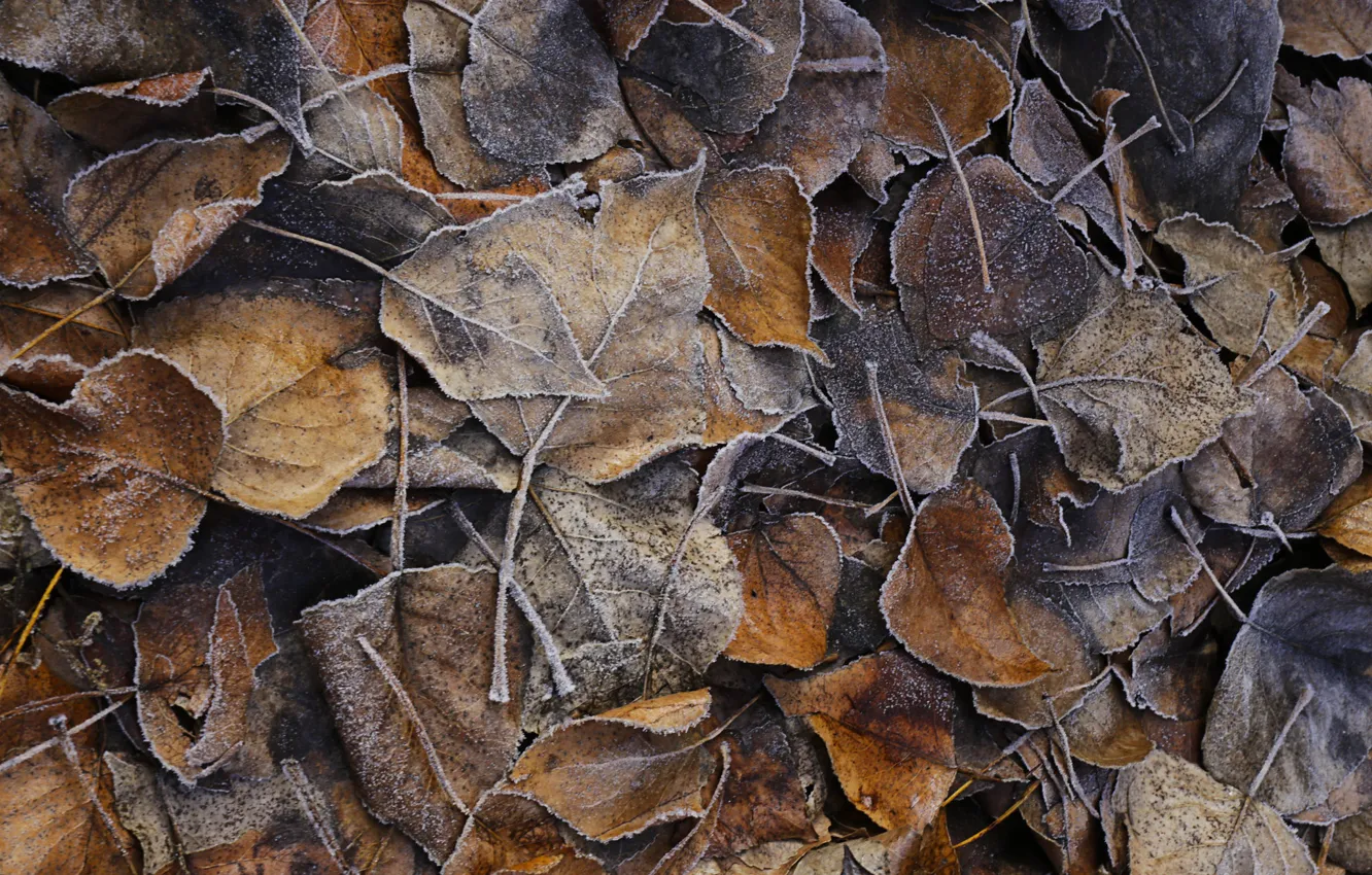 Photo wallpaper leaves, macro, nature