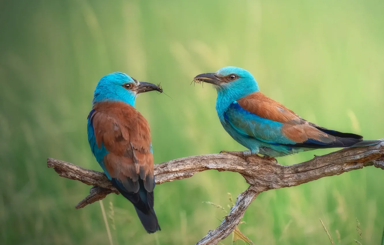 Photo wallpaper branches, bird, glade, a couple, mining, meal, two birds, Roller