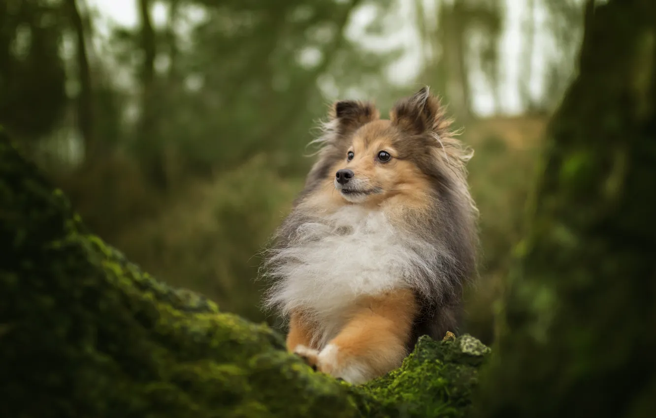 Photo wallpaper trees, moss, portrait, dog, Sheltie, Shetland Sheepdog