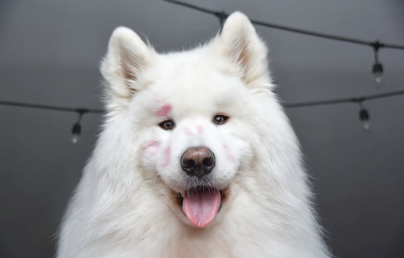 Photo wallpaper dog, look, pose, face, Samoyed