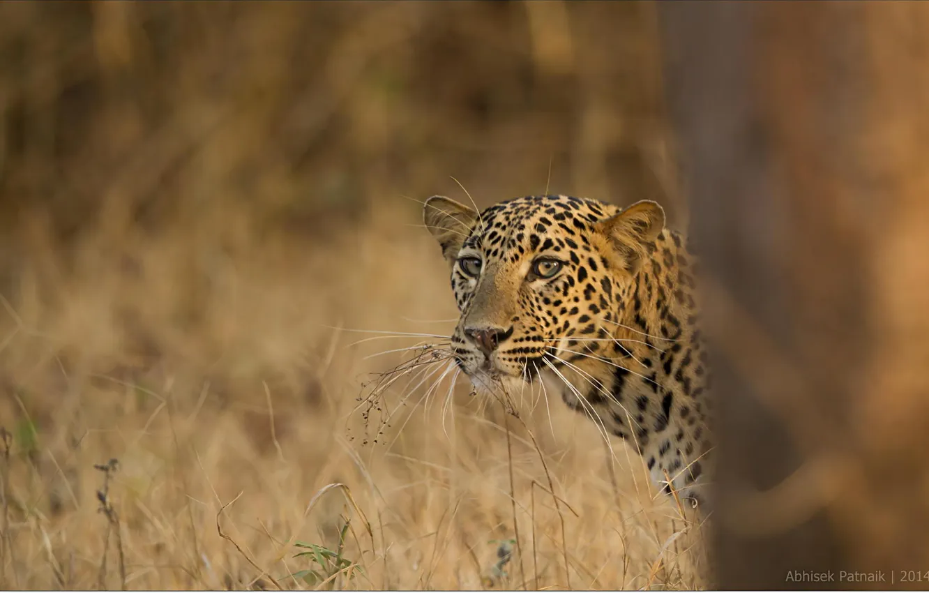 Photo wallpaper nature, predator, leopard, Safari