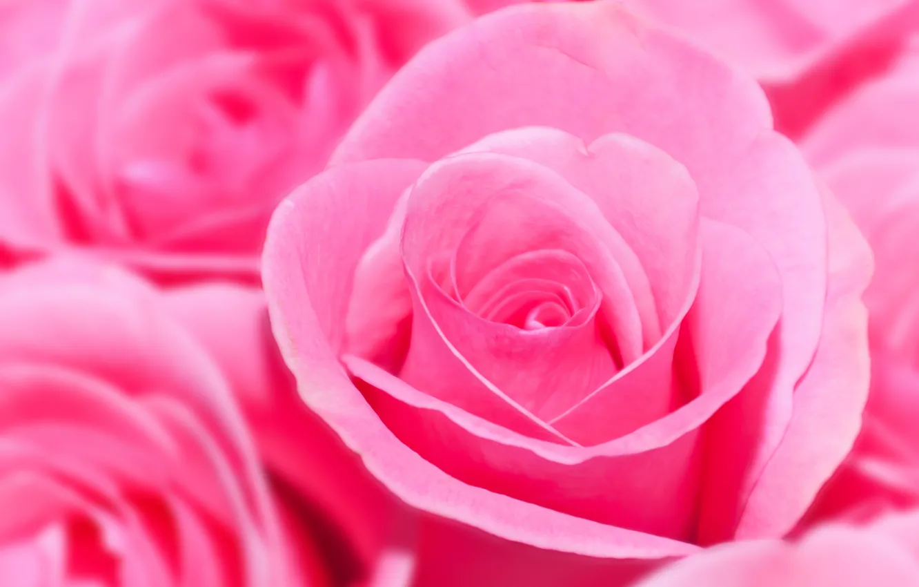 Photo wallpaper flowers, roses, bouquet, pink, a lot