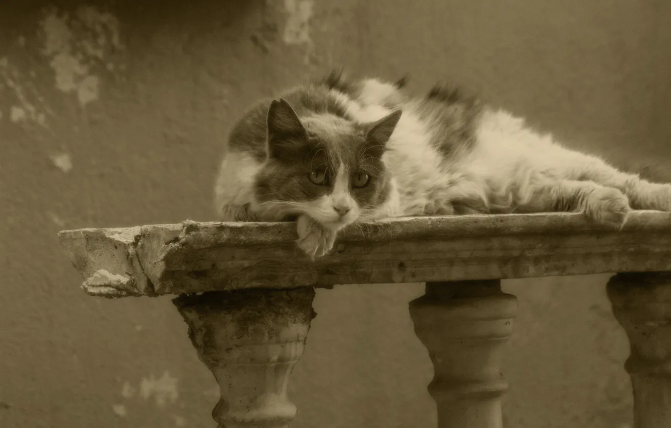 Photo wallpaper sadness, cat, cat, look, face, broken, fading, wall
