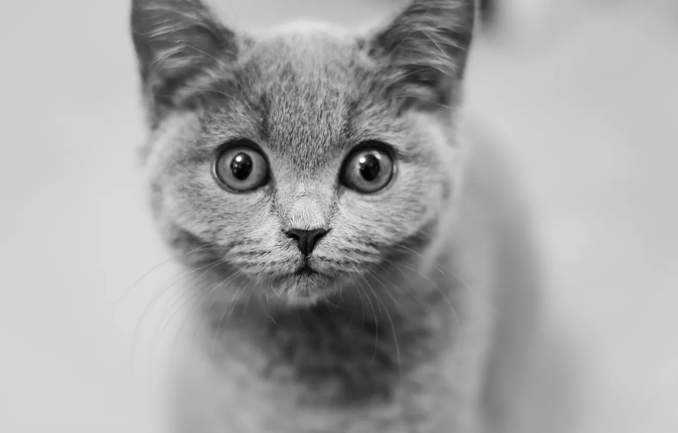 Photo wallpaper look, muzzle, black and white, kitty, monochrome, eyes
